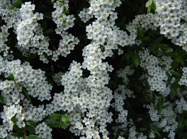 Una fioritura di spiraea thunbergii