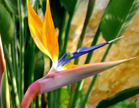 Pianta Strelitzia