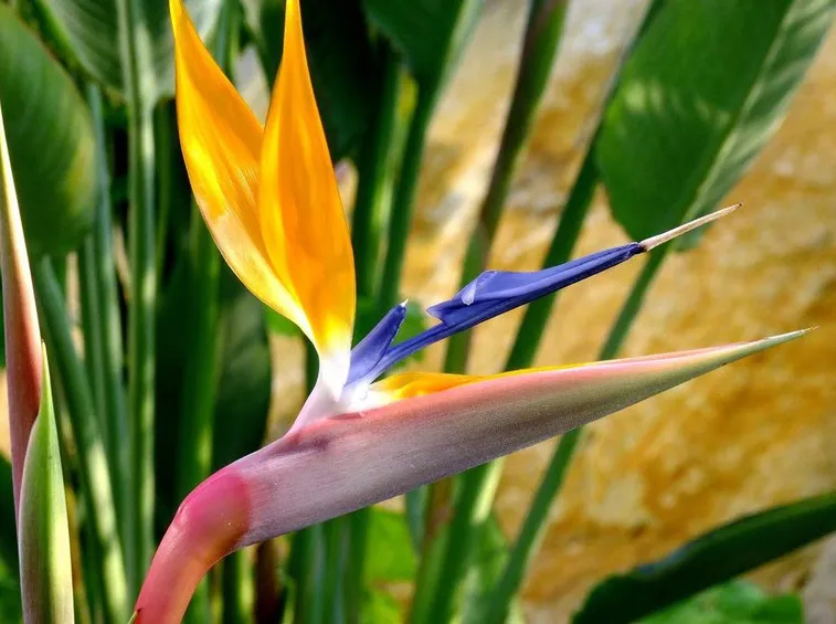 Pianta Strelitzia