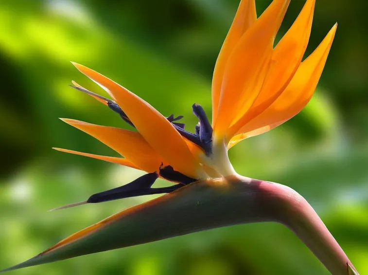 Fiore Strelitzia reginae
