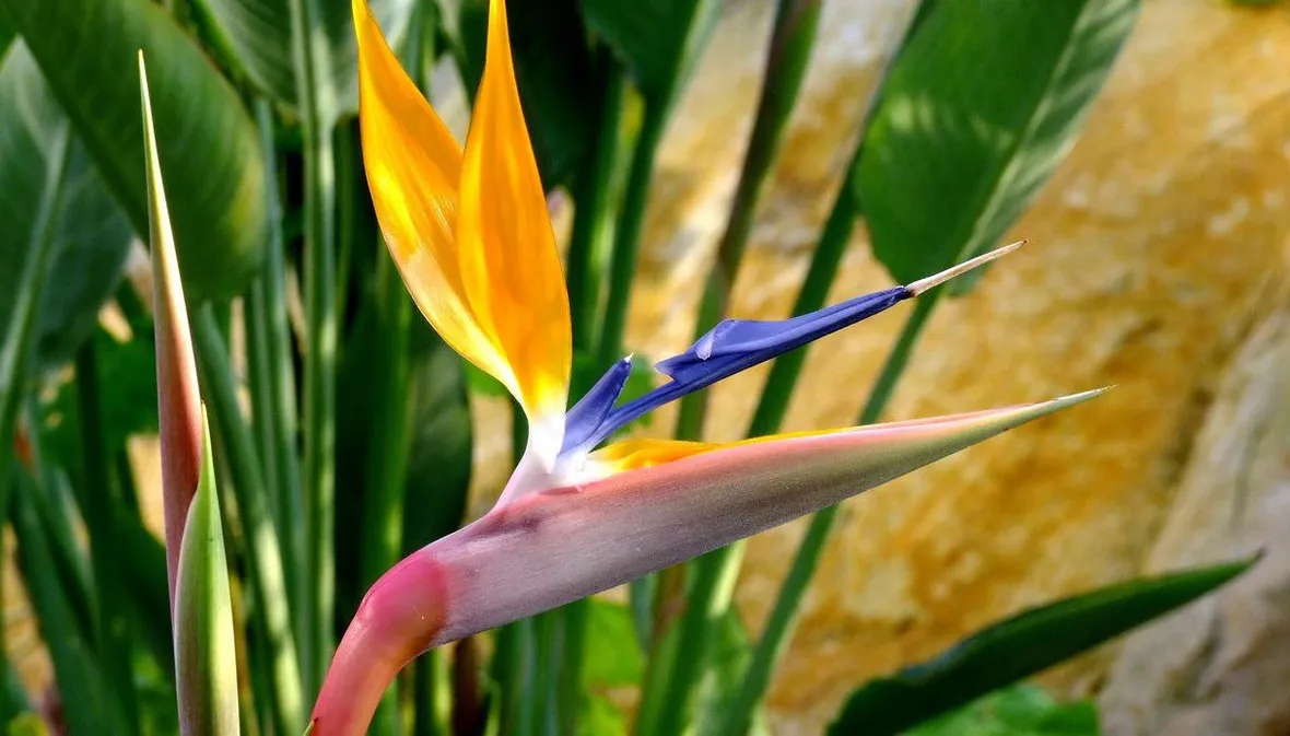 Pianta Strelitzia