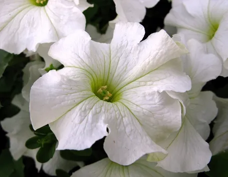 Fiore surfinia