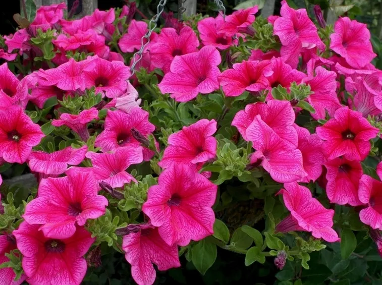 Fiori surfinie