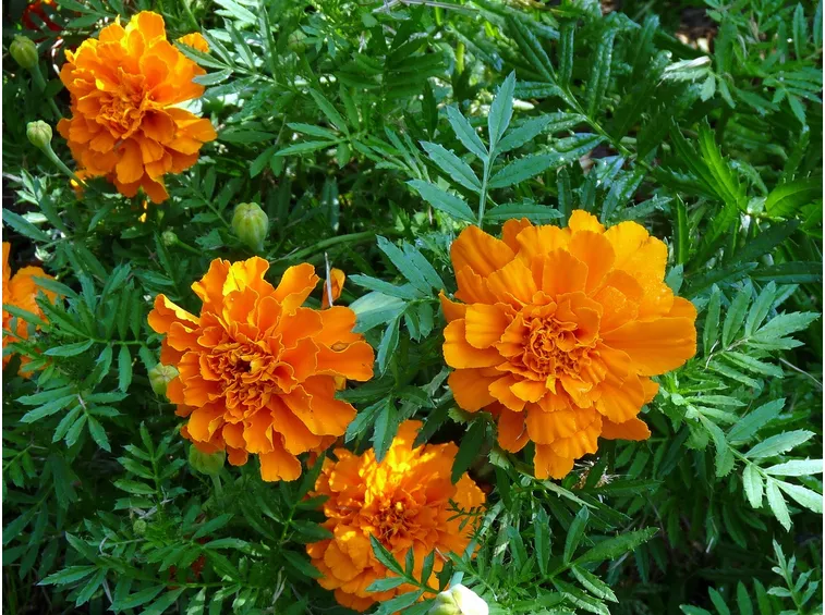 Tagete fiore