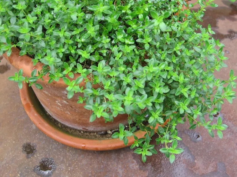 Piantina di timo limone
