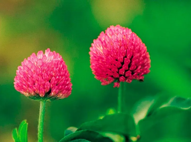 Fiori di trifoglio