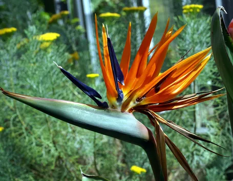 primo piano di strelitzia reginae