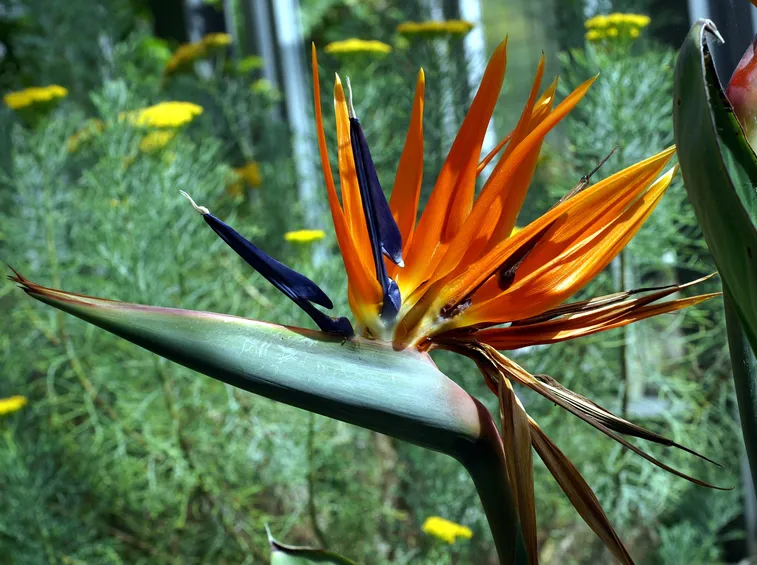 primo piano di strelitzia reginae