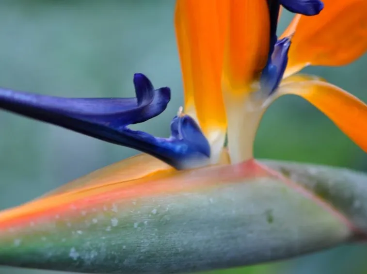 strelitzia reginae: particolare dell'attacco fiorale