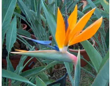 La strelitzia reginae