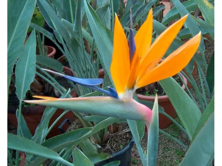 La strelitzia reginae