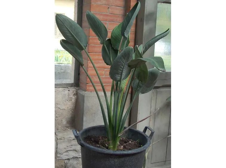 Le foglie della strelitzia reginae