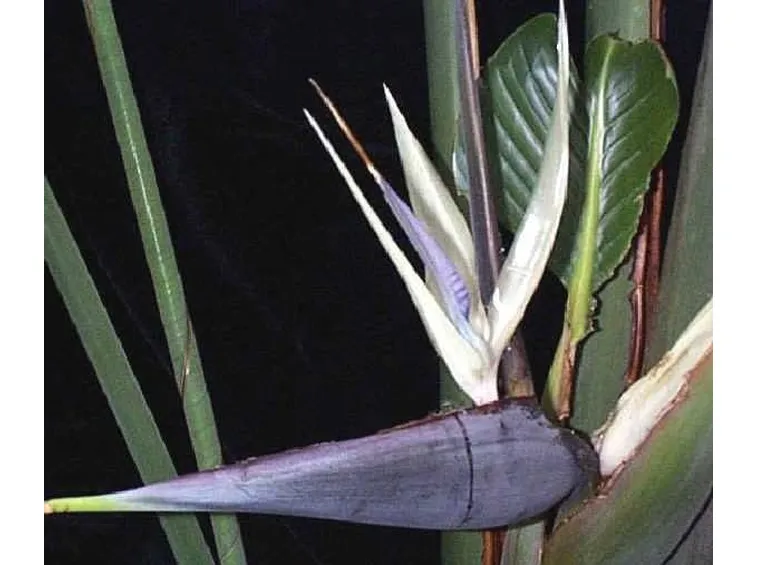La strelitzia nicolai