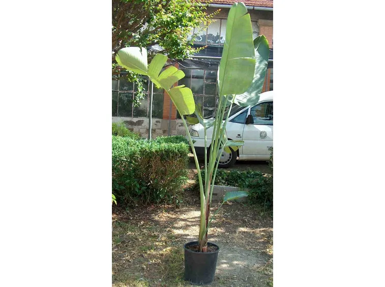 Le grandi foglie della strelitzia nicolai