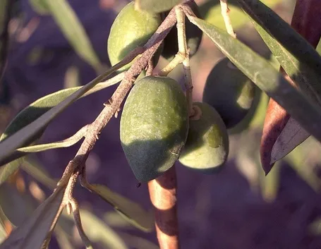 Esempio di frutti della pianta di ulivo.