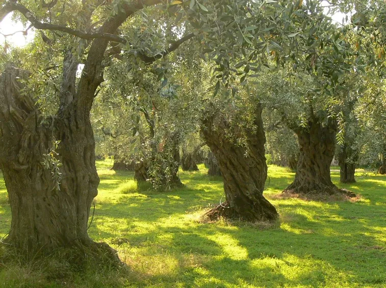 Pianta di ulivo.