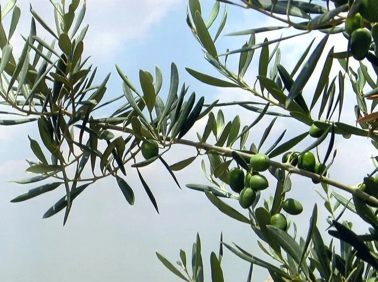 Infiorescenze della pianta di ulivo.