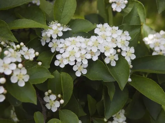 Piccoli fiori 