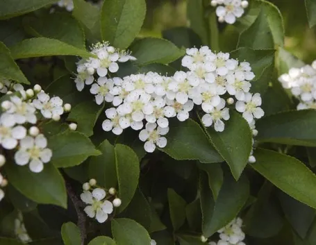 Piccoli fiori 