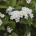 Piccoli fiori 