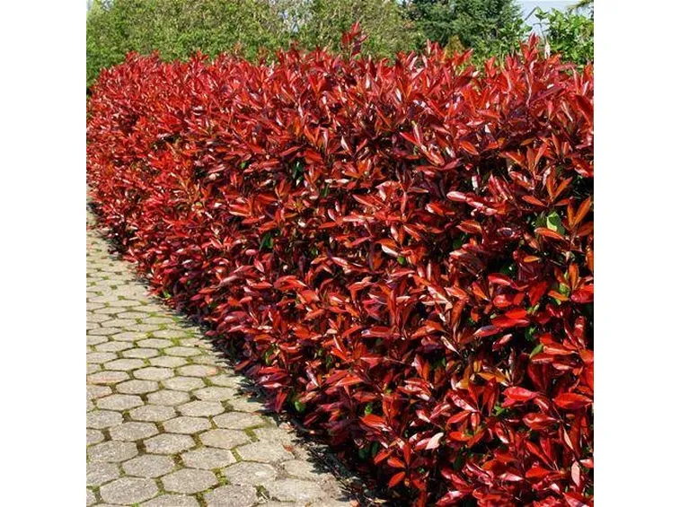 Le foglie della photinia assumono in primavera una colorazione rossa molto viva.