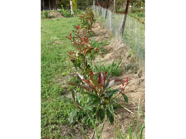 Le piantine di photinia si posizionano a breve distanza l'una dall'altra ( dai 60 agli 80 cm ) in buchi di circa 30 cm di profondità.