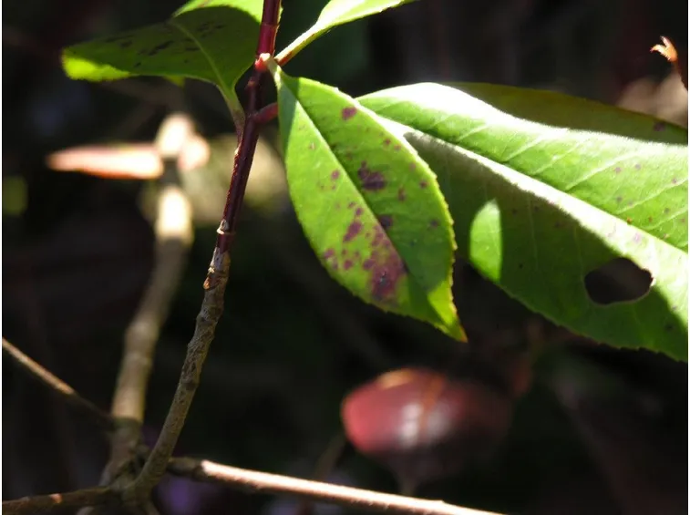 La malattia della photinia si presenta con piccole macchie che se non trattate si ampliano fino a far cadere la foglia.