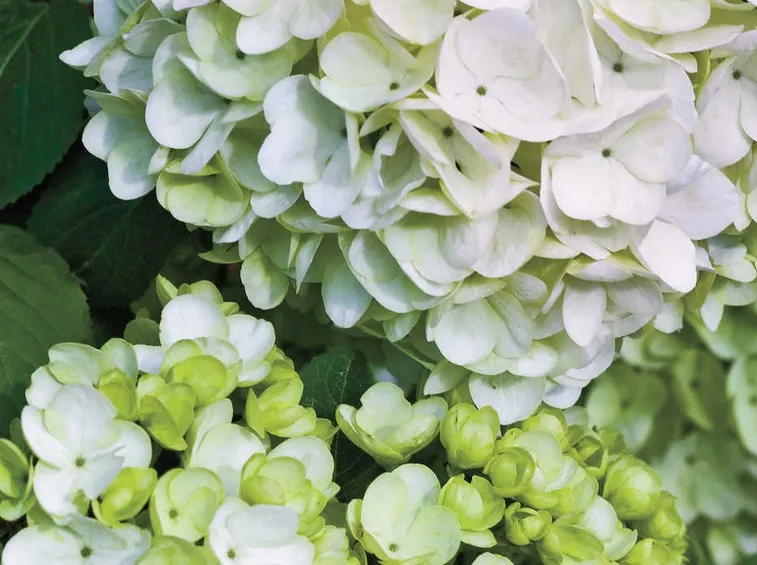 Viburno fiore