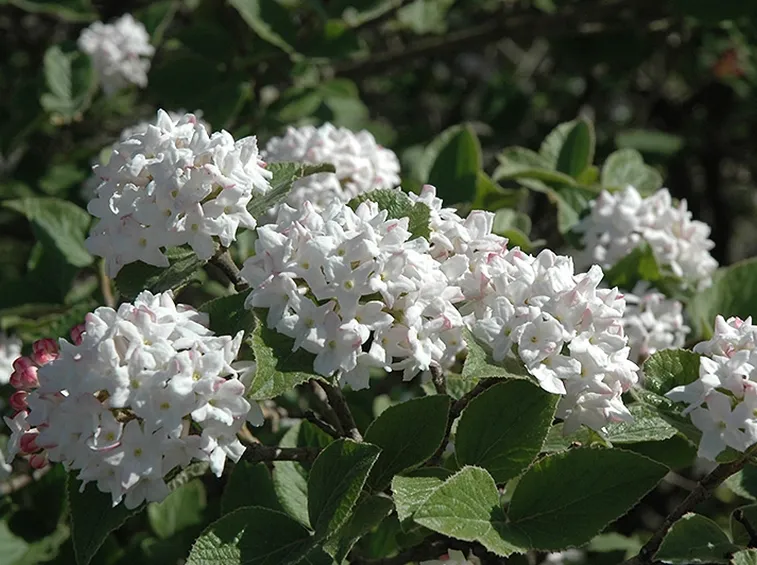 Il Viburno in fiore