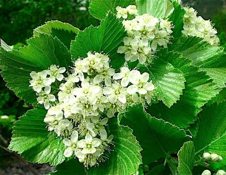 Fiori di viburnum lantana