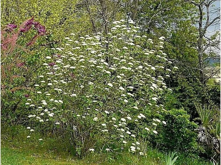 Cespuglio di viburnum lantana