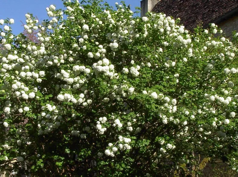 Viburnum lantana in giardino