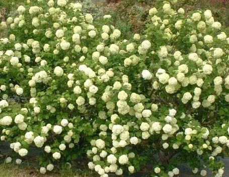 Cespuglio di viburnum opulus