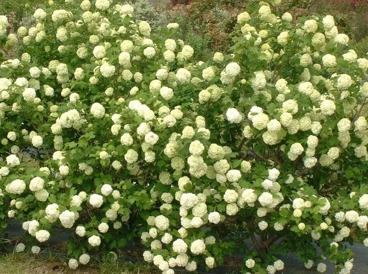 Cespuglio di viburnum opulus