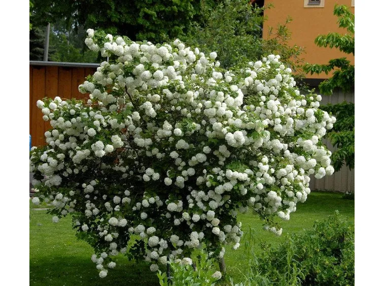 Viburnum opulus roseum