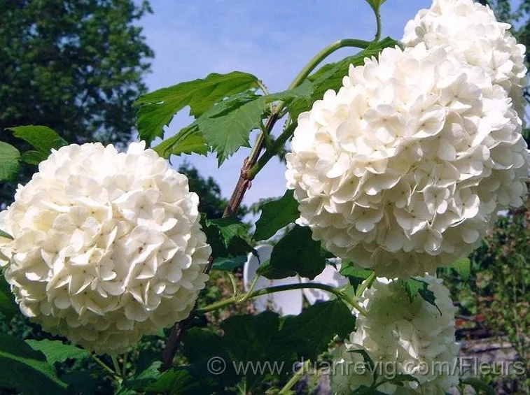 Fiori di viburnum