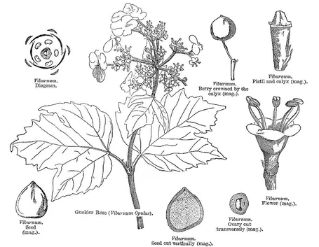 Disegno botanico del viburnum tinus