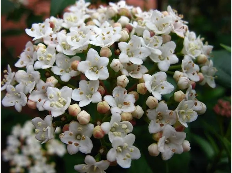 I fiori del viburnum tinus
