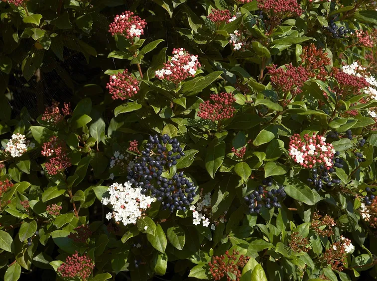 Bacche e fiori di viburnum tinus