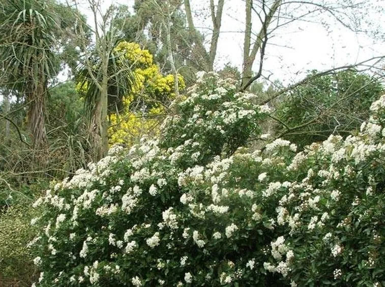 Pianta di viburnum tinus