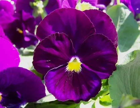 Viole fiore