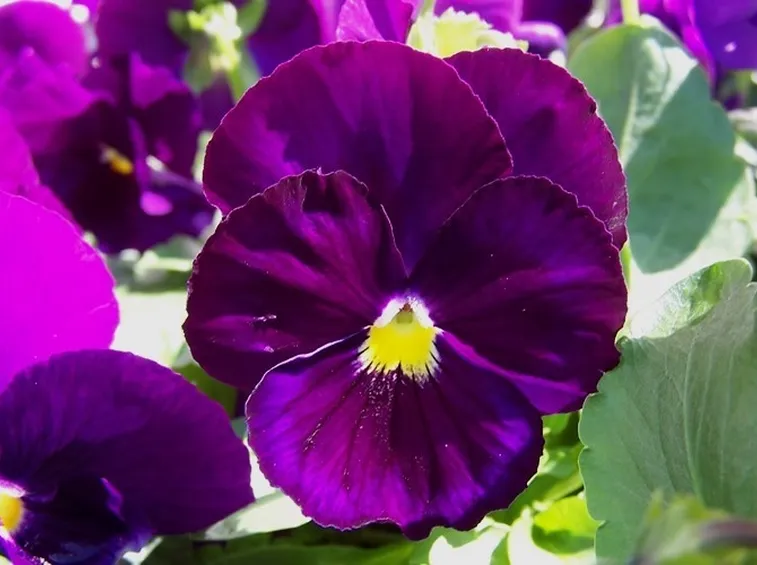Viole fiore