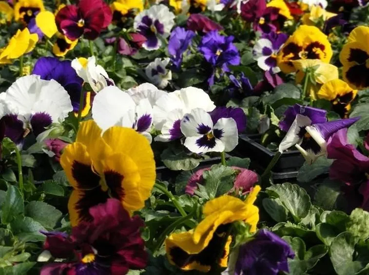 Viole del pensiero