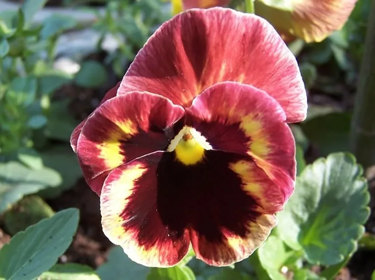 Violetta del pensiero