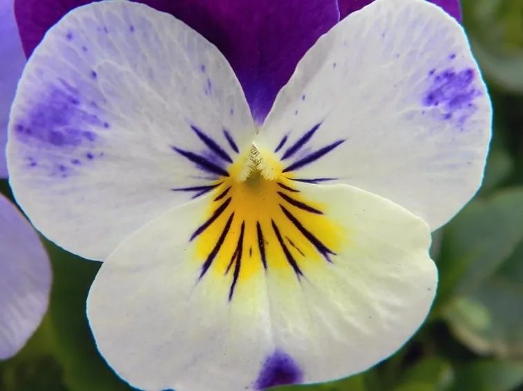 Viole fiore