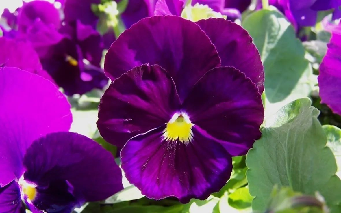 Viole fiore