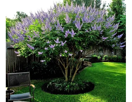 Vitex agnus-castus dai fiori lavanda
