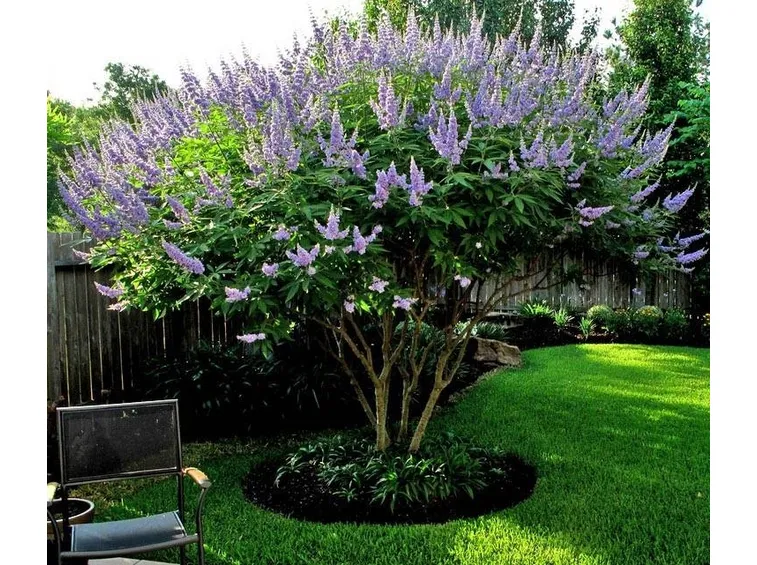 Vitex agnus-castus dai fiori lavanda