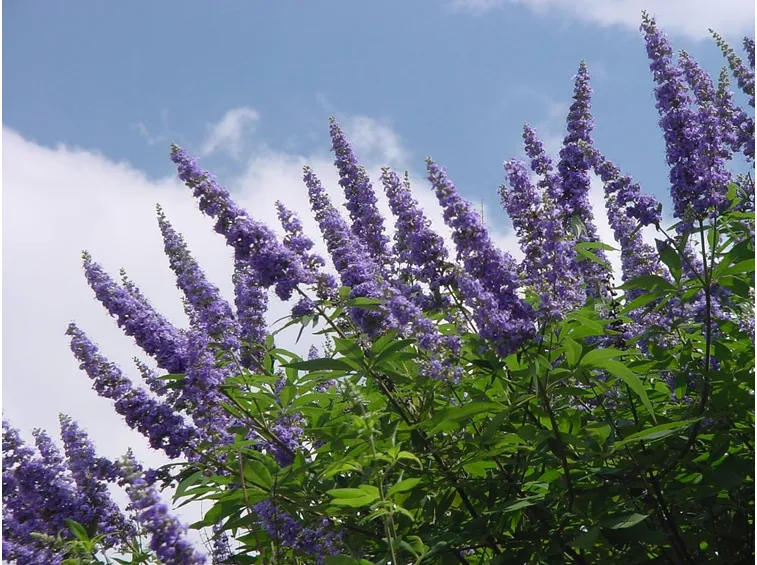 Particolare dei fiori di vitex agnus-castus