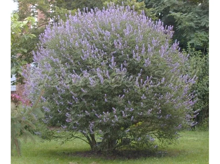 Esempio di vitex agnus-castus dai fiori blu